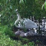 Baby swans on the walk to planetarium