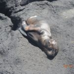 Dying baby sea lion