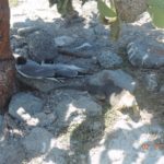 These iguanas do not eat the birds