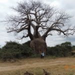 Boabab tree